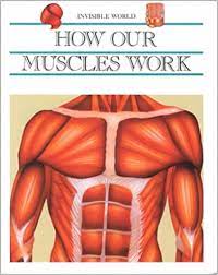 How our Muscles Work - Invisible World