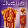 The Digestive System - Invisible World